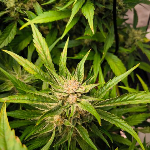 Geilteil growlog timeline photo