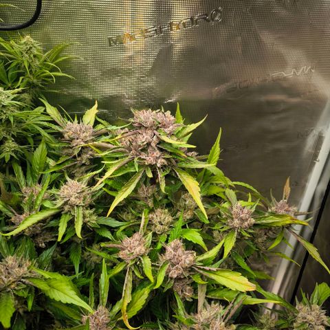 Geilteil growlog timeline photo