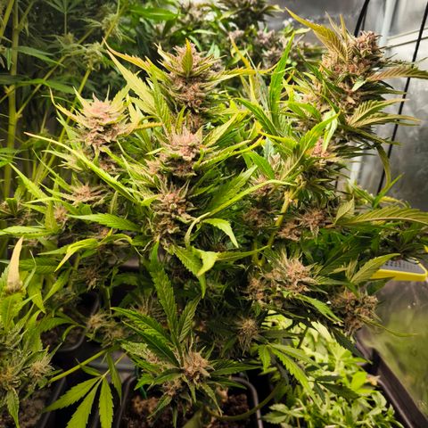 Geilteil growlog timeline photo