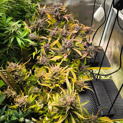 Geilteil growlog timeline photo