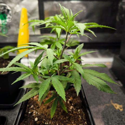 BC growlog timeline photo
