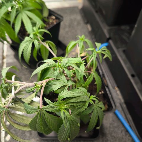 BC growlog timeline photo
