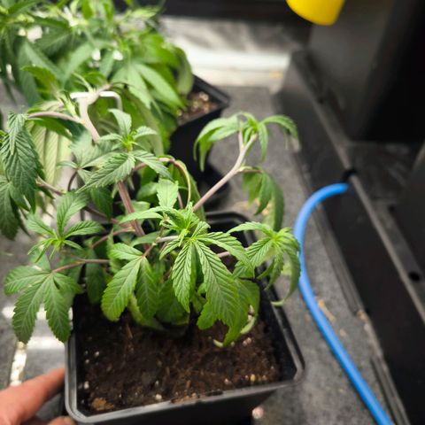 BC growlog timeline photo