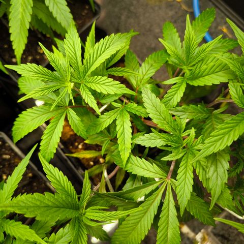 BC growlog photo: BC vorne rechts