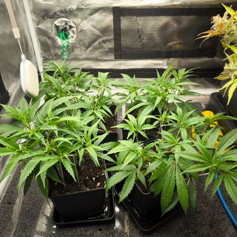 BC growlog timeline photo