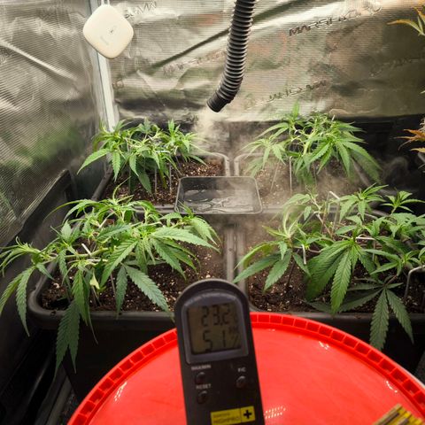 BC growlog timeline photo