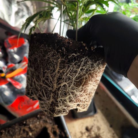 BC growlog timeline photo
