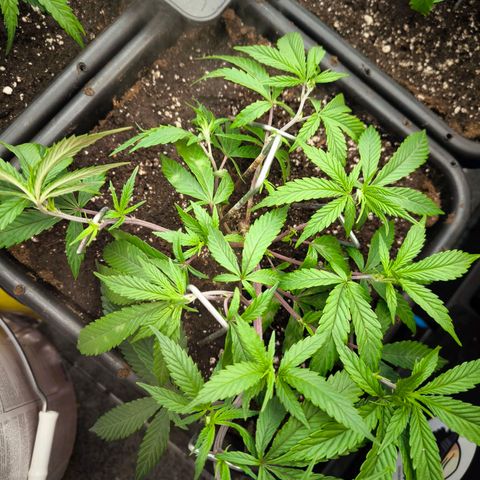 BC growlog timeline photo