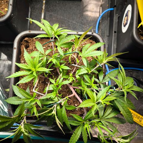 BC growlog timeline photo