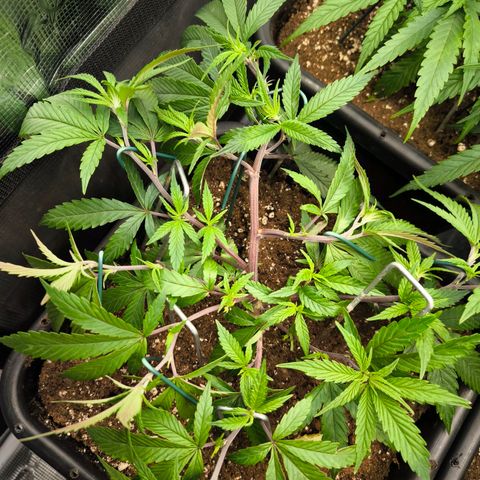 BC growlog timeline photo