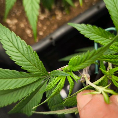BC growlog timeline photo