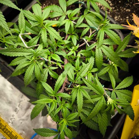 BC growlog timeline photo