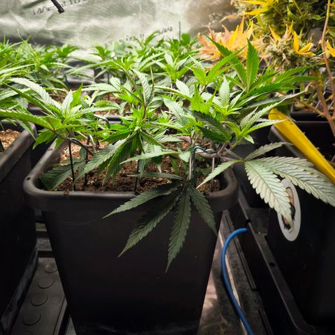 BC growlog timeline photo