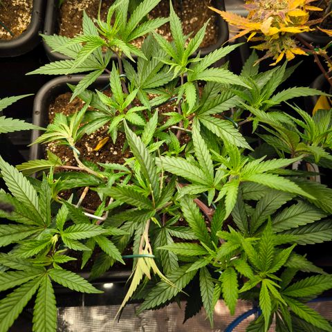 BC growlog timeline photo