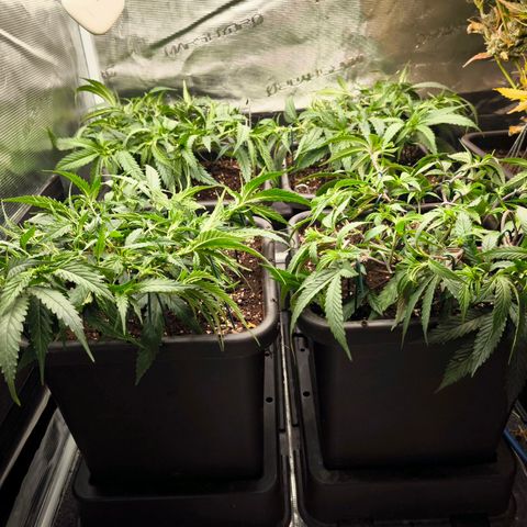 BC growlog timeline photo