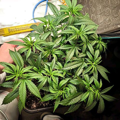 BC growlog timeline photo