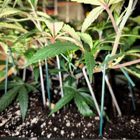 BC growlog timeline photo