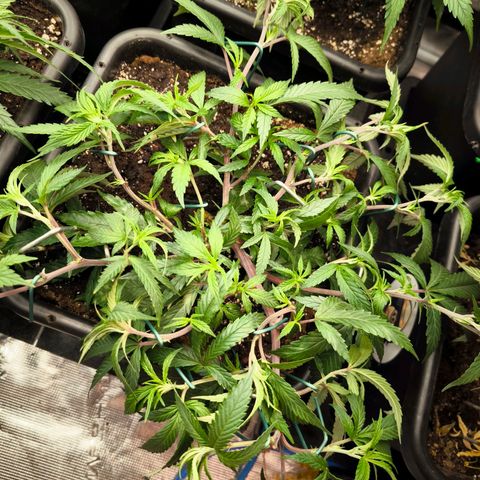 BC growlog timeline photo