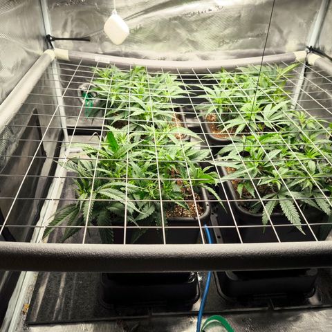 BC growlog timeline photo