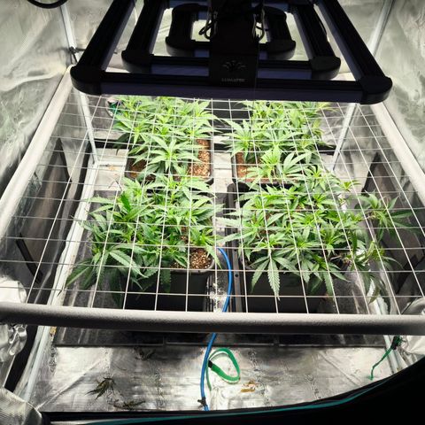 BC growlog timeline photo
