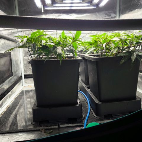 BC growlog timeline photo