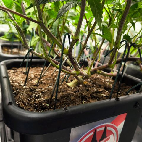 BC growlog timeline photo