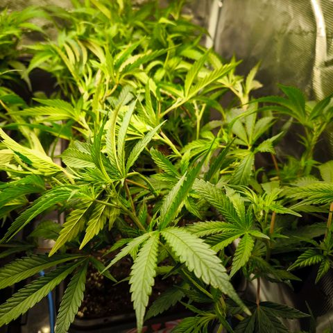 BC growlog timeline photo