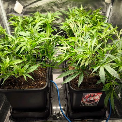 BC growlog timeline photo