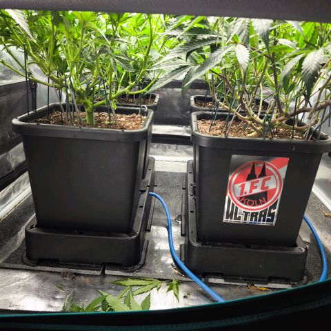 BC growlog timeline photo