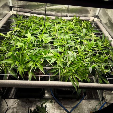 BC growlog timeline photo
