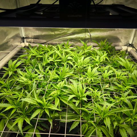 BC growlog timeline photo