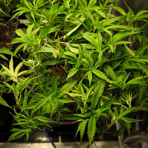 BC growlog timeline photo