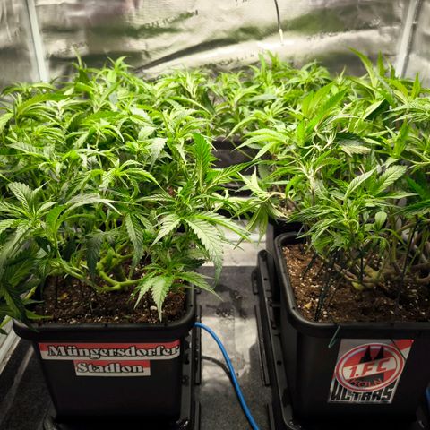 BC growlog timeline photo