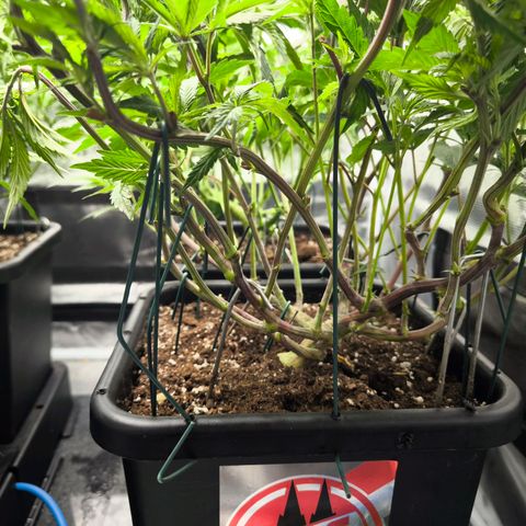 BC growlog timeline photo