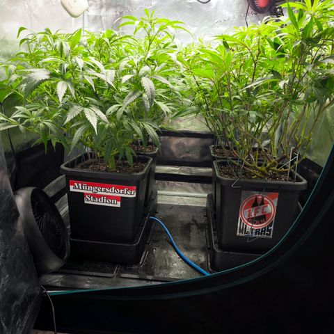 BC growlog timeline photo