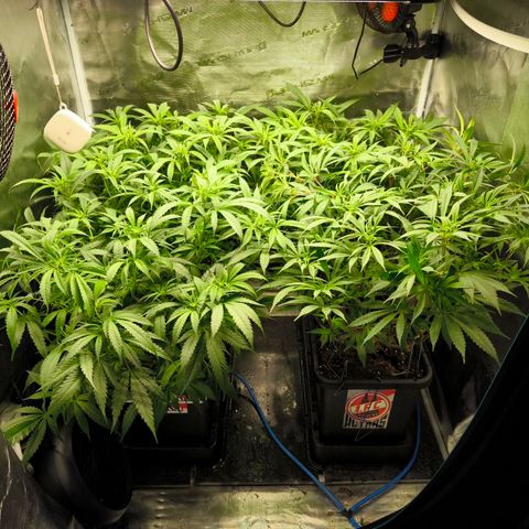 BC growlog timeline photo