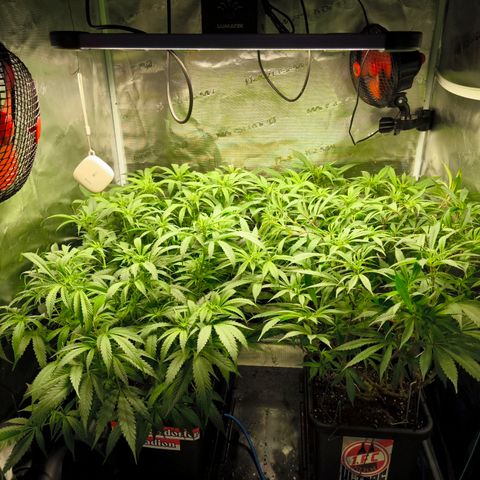 BC growlog timeline photo