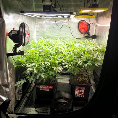 BC growlog timeline photo
