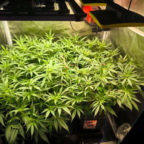 BC growlog timeline photo