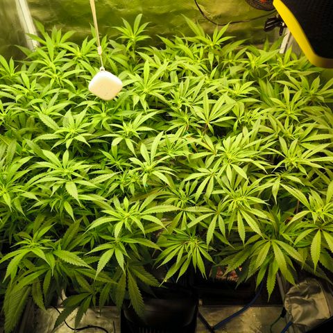 BC growlog timeline photo
