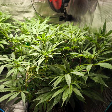 BC growlog timeline photo