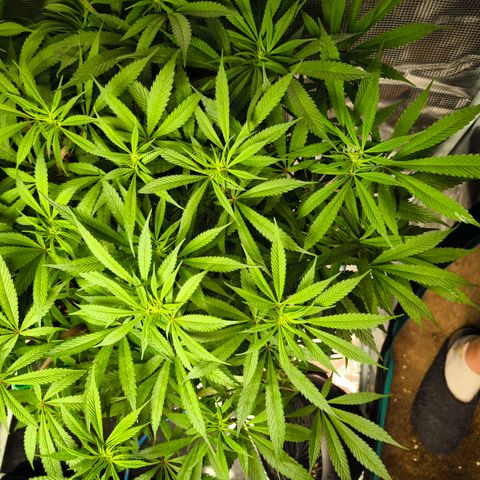 BC growlog timeline photo