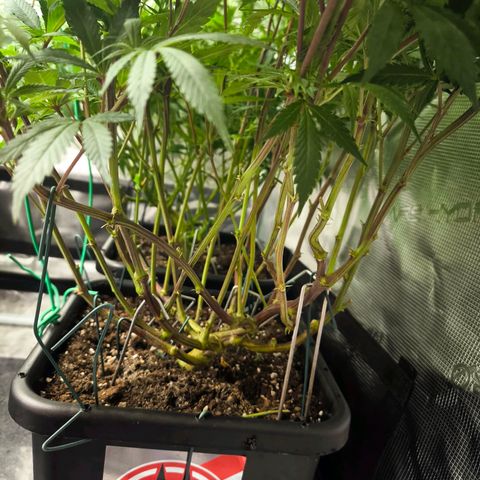 BC growlog timeline photo