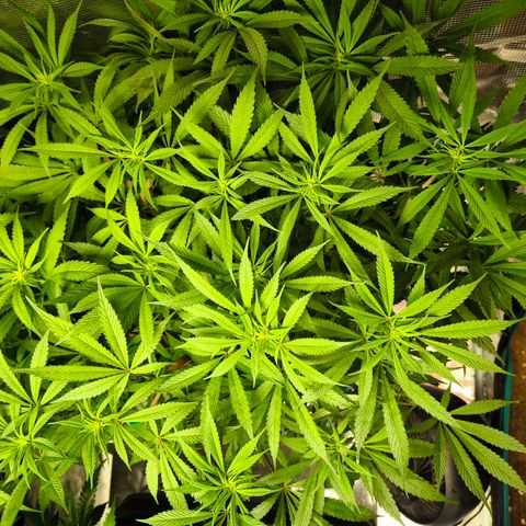BC growlog timeline photo