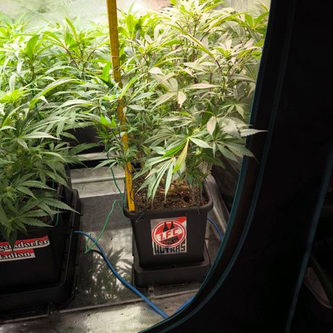 BC growlog timeline photo
