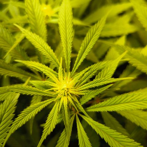 BC growlog timeline photo