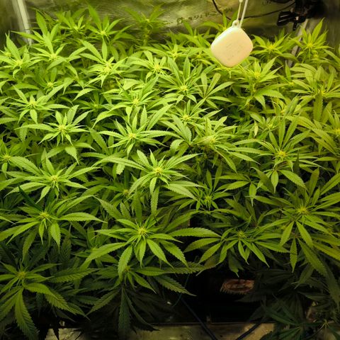 BC growlog timeline photo