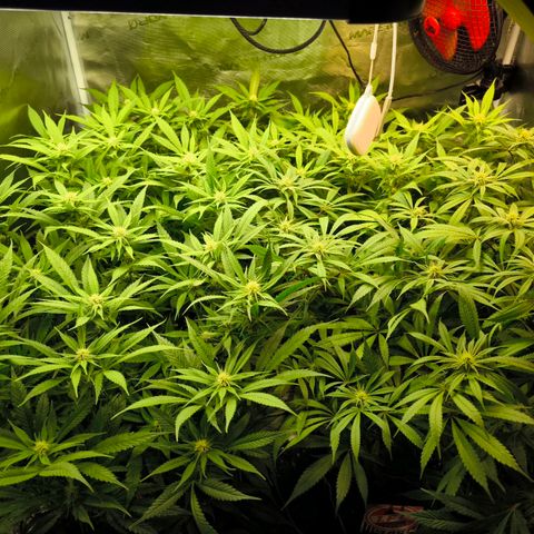 BC growlog timeline photo