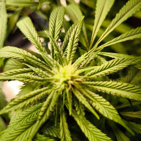 BC growlog timeline photo