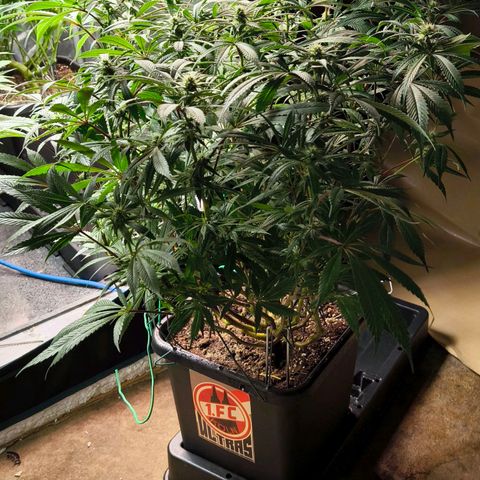 BC growlog timeline photo